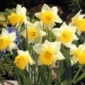 Narcissus trompette 'Las Vegas' PB 12